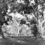 Image: large gum trees