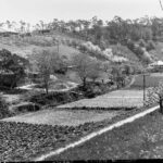 Image: Market garden at Basket Range