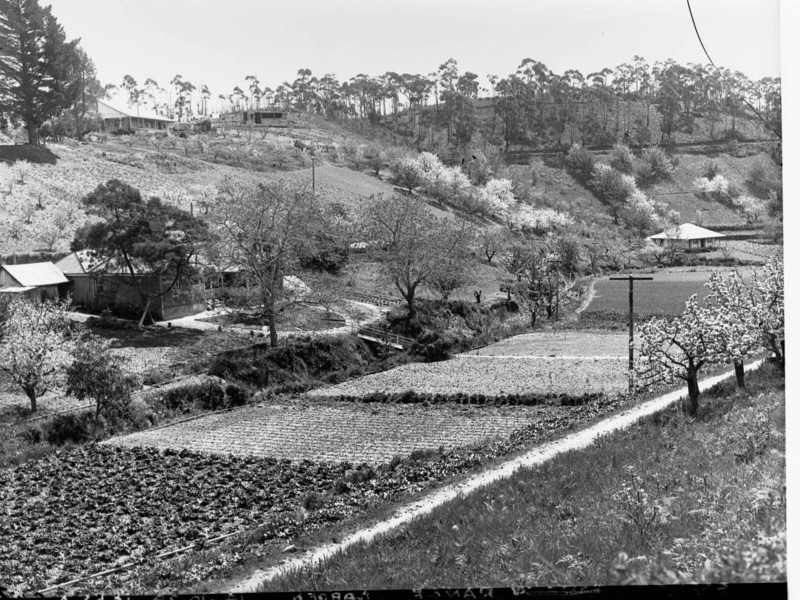 Market Gardens and Orchards