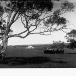 Image: horses pulling a cart of wool bales