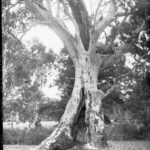 Image: Old gum tree