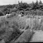 Image: Vegetable garden