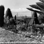 Image: A garden featuring several kinds of flowering plants and three topiary trees. A treeless field is visible in the background