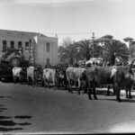 Image: cattle pulling cart covered in flowers