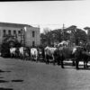 Image: floral float pulled by cattle in front of building