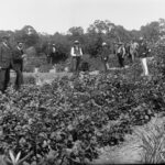 Image: River Murray vegetable garden