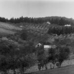 Image: Orchard at Norton Summit