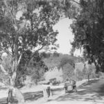 Image: Motor car and horse-drawn carriage