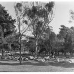 Image: a herd of sheep graze under gum and pine trees