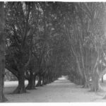 Image: A dirt path is bordered on each side by several large Moreton Bay Fig trees. Other trees and parkland are visible in the background