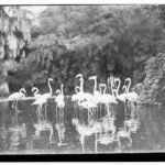 Image: Flamingoes at Zoological Gardens