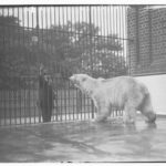 Image: Polar bear at Zoological Gardens