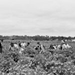 Image: people in vineyard