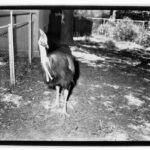 Image: Cassowary at the Zoological Gardens