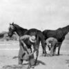 MAADI, EGYPT. 1915. Two Australian Light Horse farriers shoeing horses