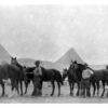 EGYPT,1915. Horses from an Australian Light Horse Unit waiting in line for attention  by a blacksmith.