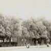 Tree lined street with building in background