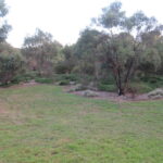 Image: A stand of native Australian plants and trees on the edge of a flat, grassy area