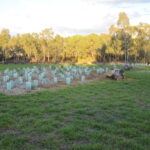 Image: Saplings of several species of tree are grouped together in an area of sparse vegetation. Larger trees and a walking trail are visible in the background