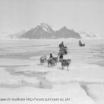 Image: man on sled pulled by dogs in the snow