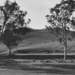 Image: trees with furrowed land in distance