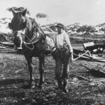 Image: man poses for photograph with work horse