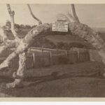 A gum tree, without leaves, bent in the shape of an arch marks the place where the colony of South Australia was proclaimed