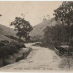 Image: empty dirt road over bridge through gum trees