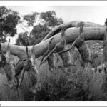 Image: Dead Tamar wallabies