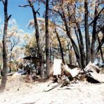 Image: Burnt out building and trees