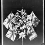 Image: A wattle plant, with two British flags, and two Australian flags flying behind