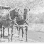 Image: man sitting alone in a buggy drawn by two horses