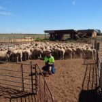 Woman crouched with kelpie dog in yard full of sheep.